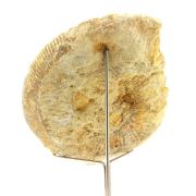 Fossil Bajocisphinctes 1167.60 ct.