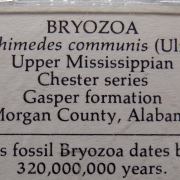Fossil collection