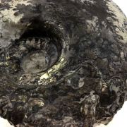 Fossil Ammonite Perilytoceras Pyritised.