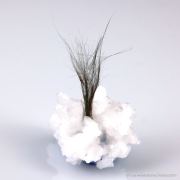 Millerite with Quartz