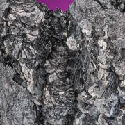 Miargyrite 