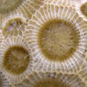 Fossil Coral var. 'Petoskey Stone'