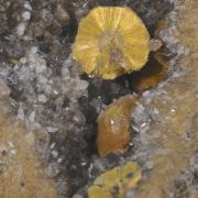 Boltwoodite
