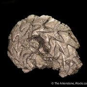 Pyrite replacing Ammonite fossil