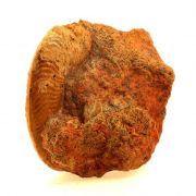 Fossil Pseudogrammoceras Fallaciosum. (10 cm)