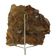 Ammonite Pleydellia 1284.0 ct.