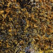 Mimetite.