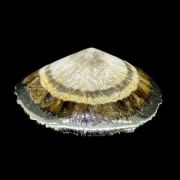Baryte, marcasite
