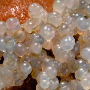 Chalcedony on red Scolecite