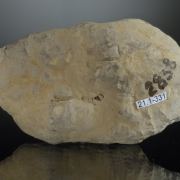 Variscite with Crandallite and Wardite - classic US