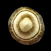 Baryte, marcasite
