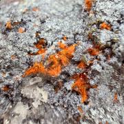 Ludlockite TSUMEB