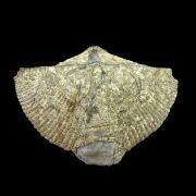 Pyritised SPIRIFER brachiopod