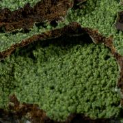 Conichalcite