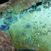 Azurite and Rosasite on Chrysocolla