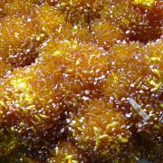 Orpiment, realgar