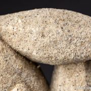 Sand Calcite