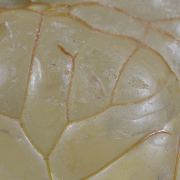 Opale / (variété - « Opal-AN ») / (variété - « Hyalite Opal ») / (« Blood Vessel Opal ») / Localité - San Luis Potosi, Mexique