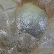 Opale / (variété - « Opal-AN ») / (variété - « Hyalite Opal ») / (« Blood Vessel Opal ») / Localité - San Luis Potosi, Mexique