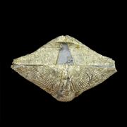 Pyritised SPIRIFER brachiopod