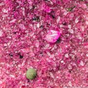 Kolwezite on Cobaltian Calcite