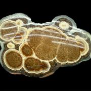 Baryte, marcasite