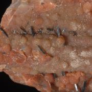 Groutite on petrified wood