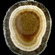 Baryte, marcasite