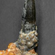 Quartz ( var. Smoky ) with Spessartine