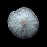 Baryte, marcasite