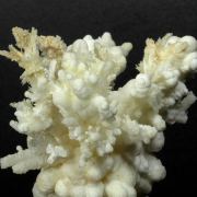 Aragonite and Calcite