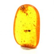 Amber with insect.