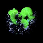 Adamite