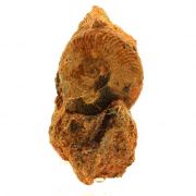 Fossil Pseudogrammoceras Fallaciosum + Belemnite.