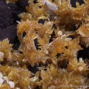 Tsumcorite and Wulfenite