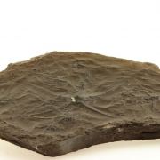 Ophiures (fossil).