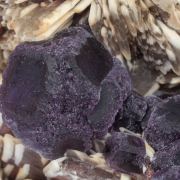 Fluorite with Baryte
