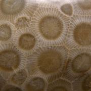 Fossil Coral var. 'Petoskey Stone'