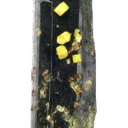 Fluorcalciopyrochlore, zircon, aegirine, titanite