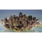 Yttrofluorite, Calcite