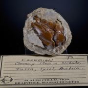 Carnelian - red Quartz nodule
