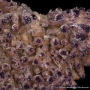 Yttrofluorite (2 generations) on Calcite