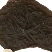 Ophiures (fossil).