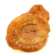 Fossil Pseudogrammoceras Fallaciosum. (10 cm)