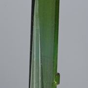 Elbaite- gem crystal