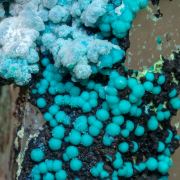 Chrysocolla on Quartz (variety smoky)