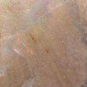 Opal Replacing Bivalve fossil / 22.90 grams / Coober Pedy, Australia
