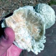 Aragonite ( var. Strontium-rich )