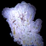 Baryte, pyrite POLAND