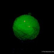Adamite on Matrix